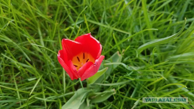 Просто Природа