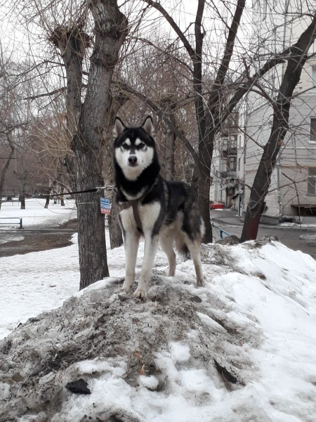 Да начнется собакочетверг 05.04.18!