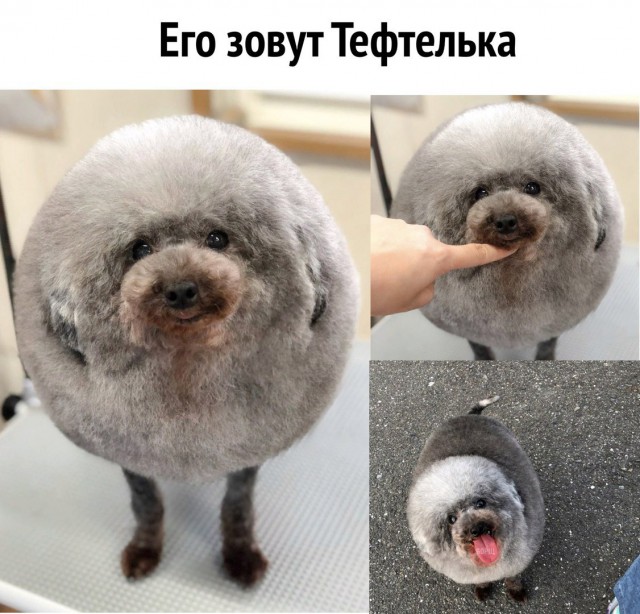 Живность из сети