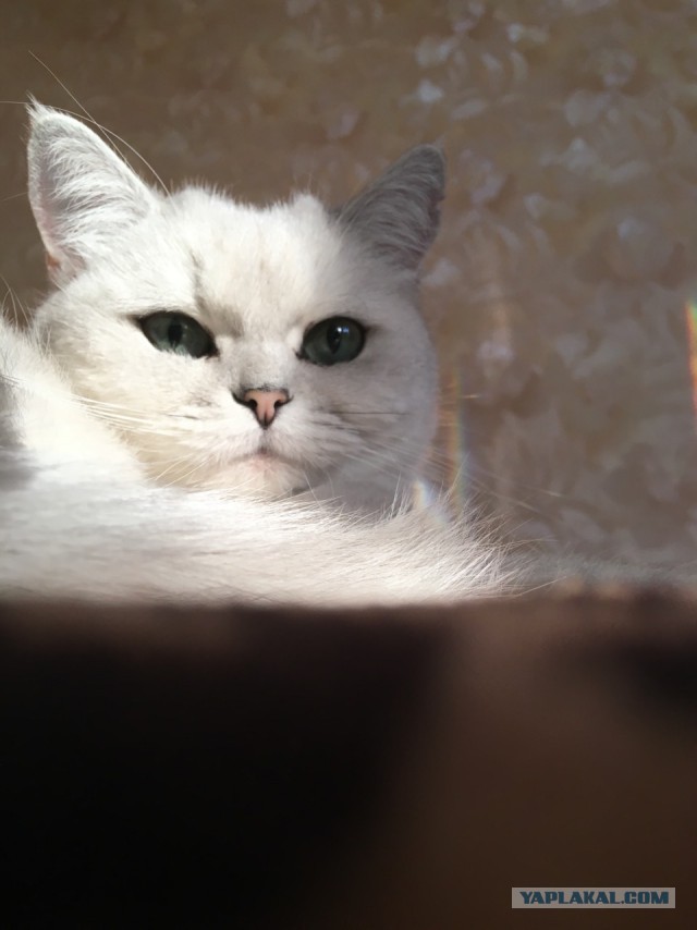 Котовторник 07.08.2018