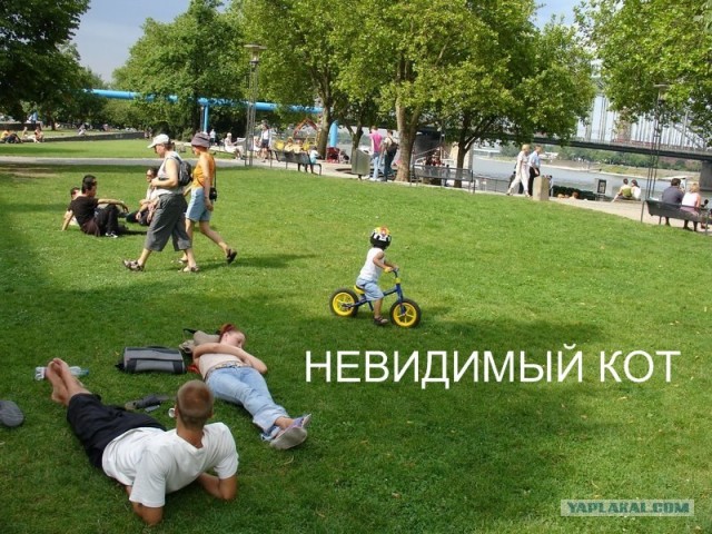 Коты и невидимые предметы 26 фот