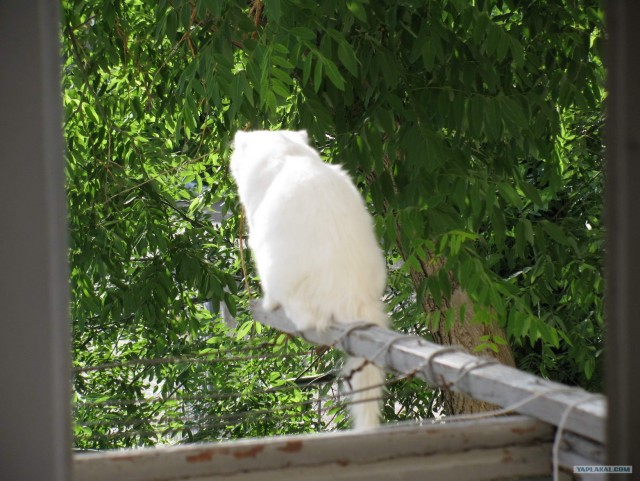 Котовторник 1.02.2011