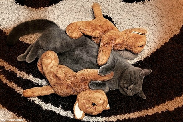 Котовторник объявляется открытым!