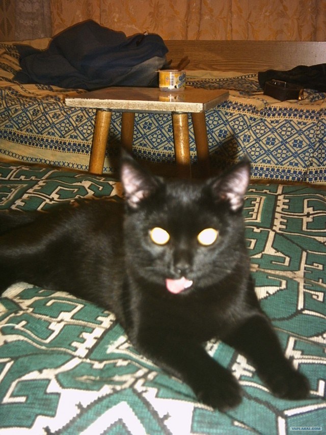 Котовторник в "КотоГетто"