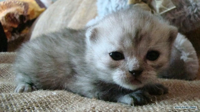 Котовторник 20.12.2011