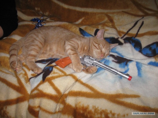 Первый КОТОВТОРНИК 2012