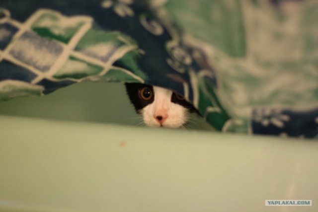 Котовторник 17 января