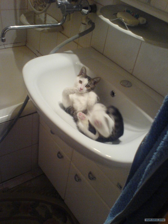 Котовторник (24. 01. 2012 )