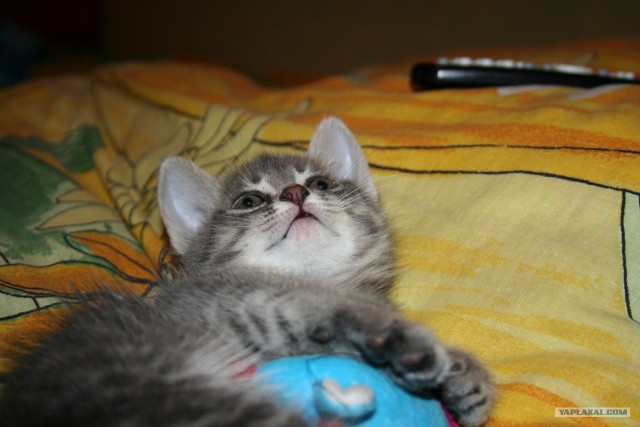 Котовторник 24.04.2012