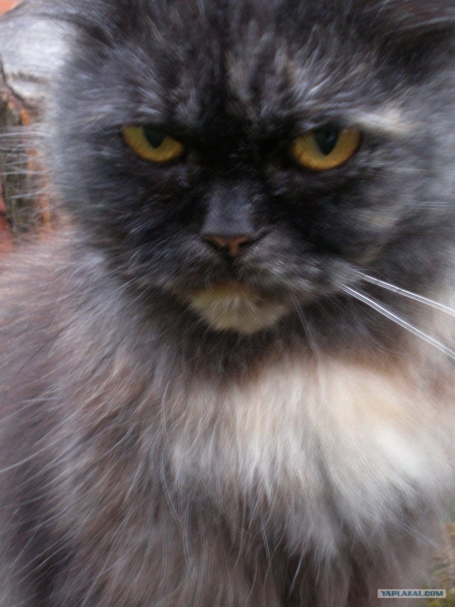 Котовторник (15.05.2012)