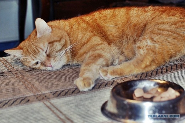 Котовторник  17.07.2012