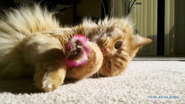 Котовторник 31.07.2012 г.