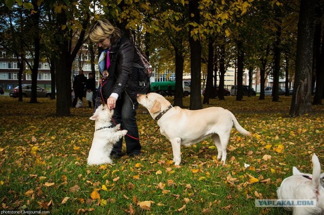 Собака — Улыбака :)