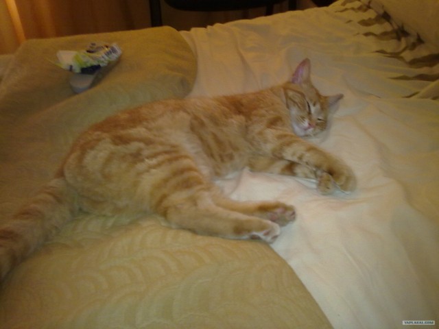 Котовторник ( 23.10. 2012. )