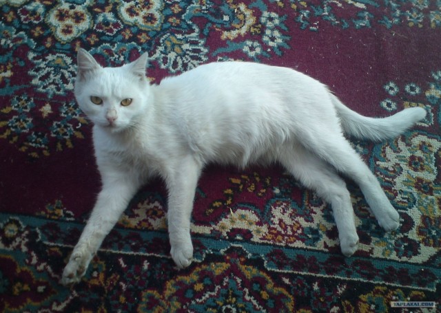 История одного кота