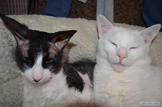 Котовторник 29.01.2013
