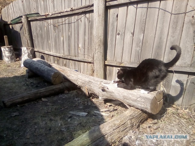 История одного котенка