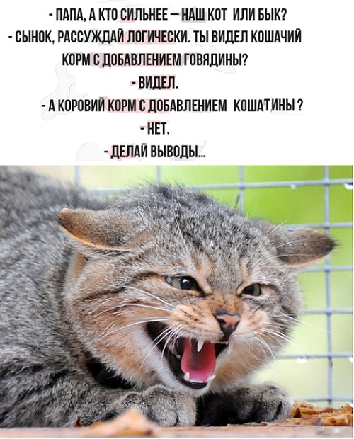 Анекдоты, истории и картинки с надписями