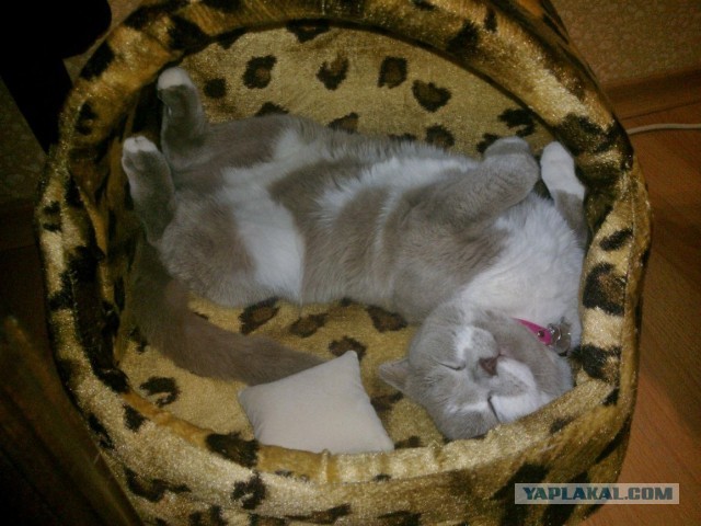 Котовторник!
