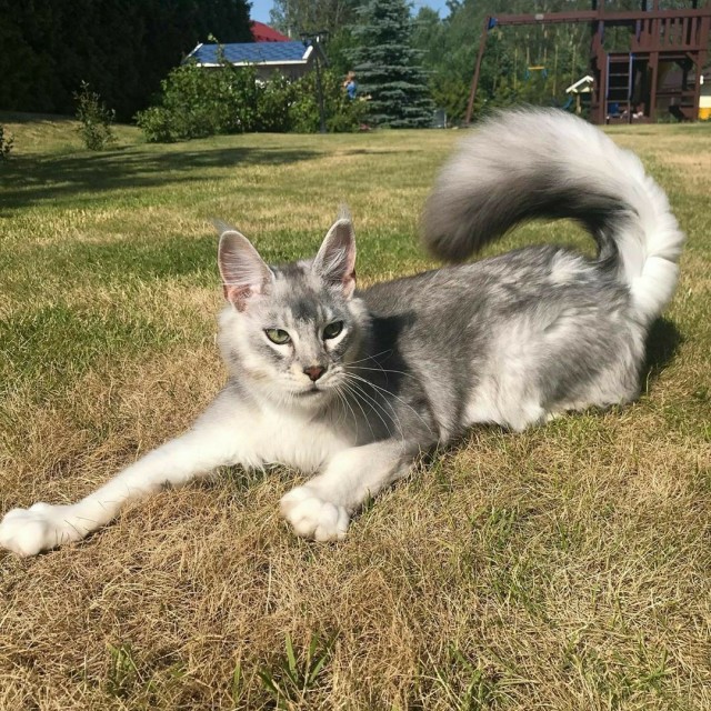 Забавные фото котеек
