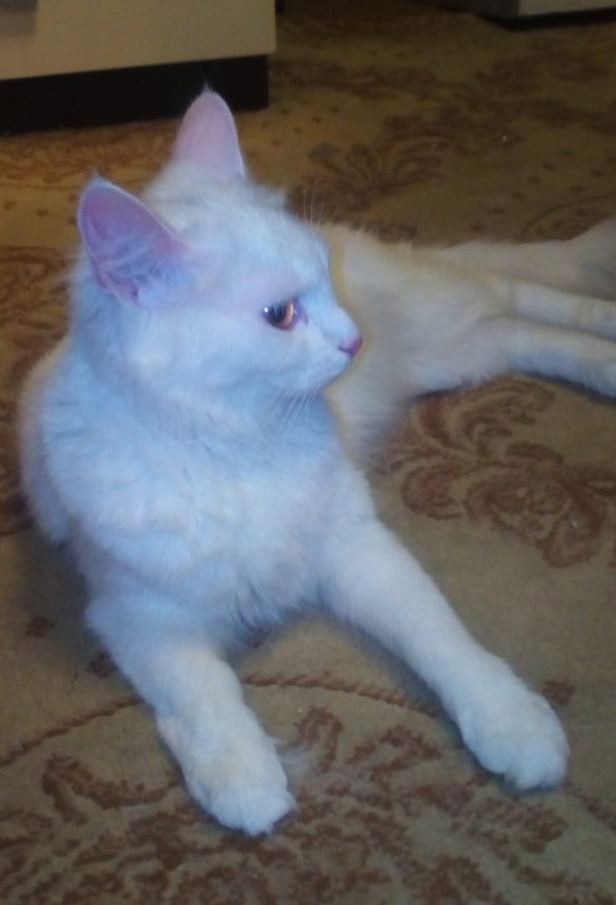 Котобелочка