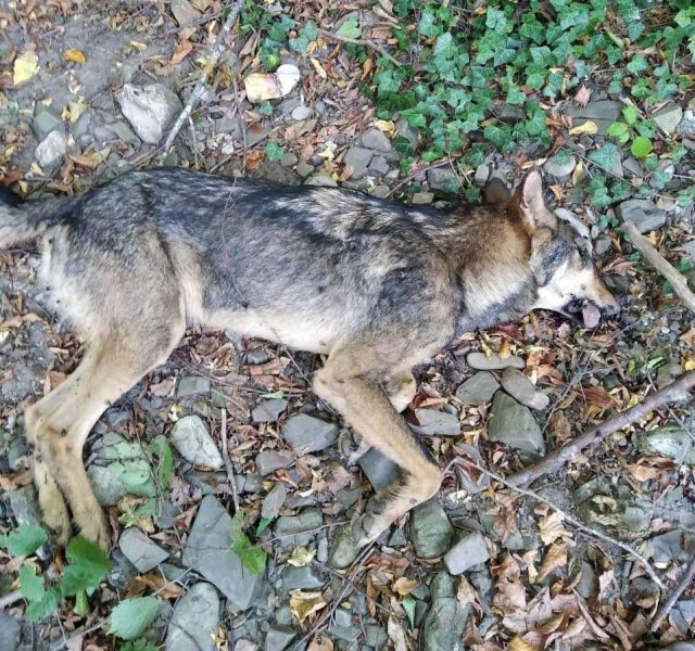 В Крыму бывший десантник голыми руками задушил волка!