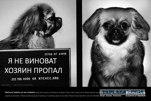Я не виноват! Реклама приюта