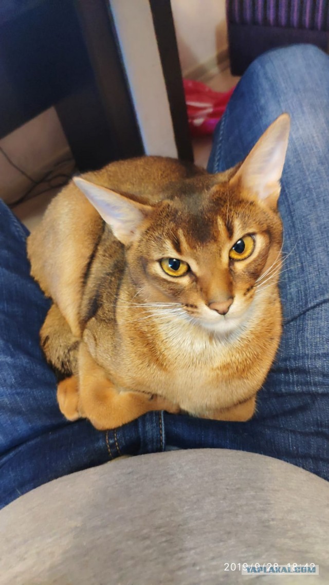 Как я кота к унитазу приучил