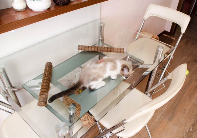 Котовторник 14.07.2020