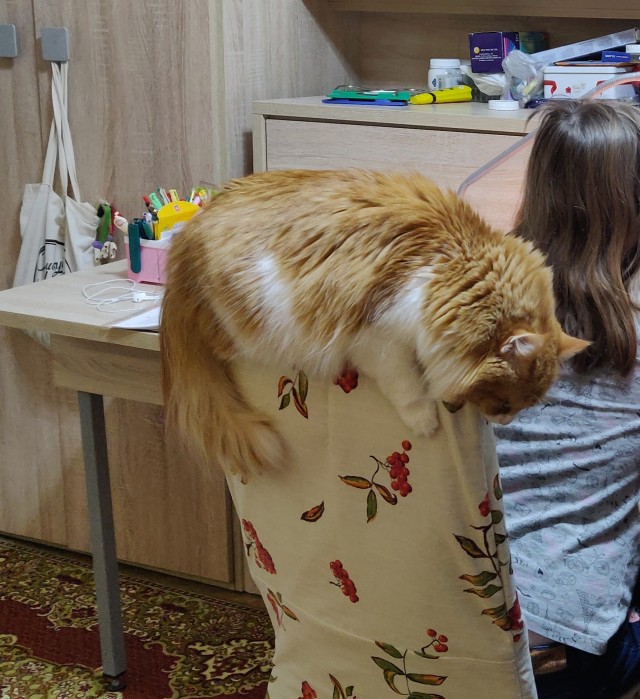 Котаны со странностями