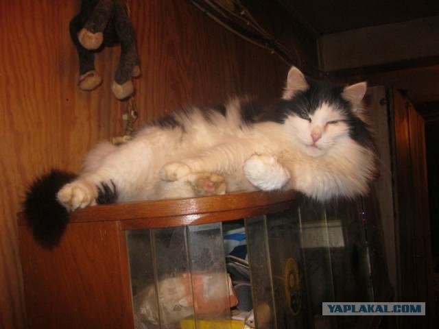 Жизнь домашнего приюта для котеек 317