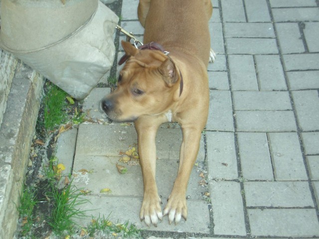 Хоспаде, какое мимими