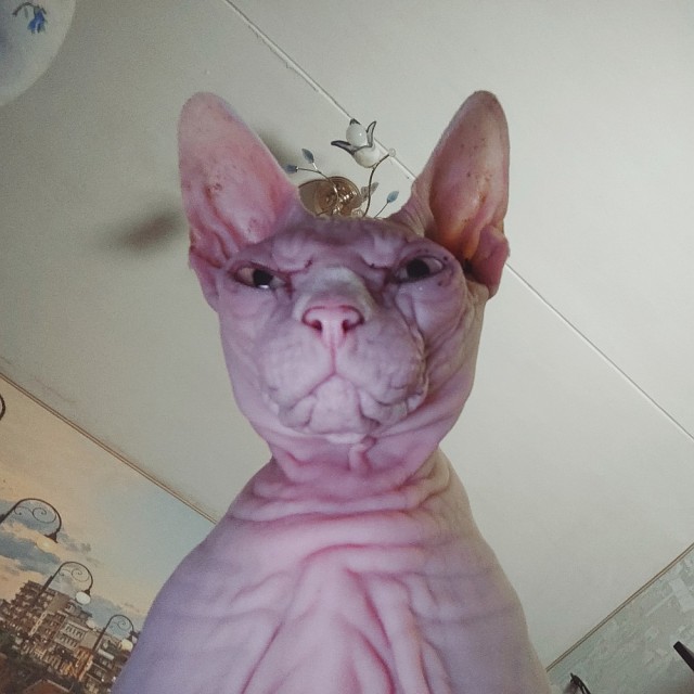 Погнали! С котовторником, други!