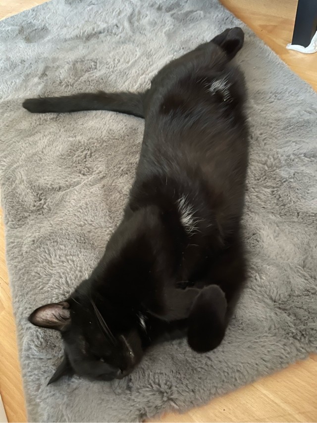 Котовторник 05.10.21 г