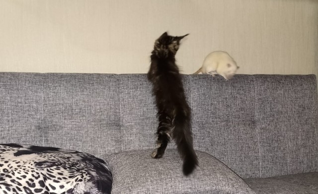 Кошка