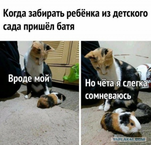 Веселые картинки и видосики