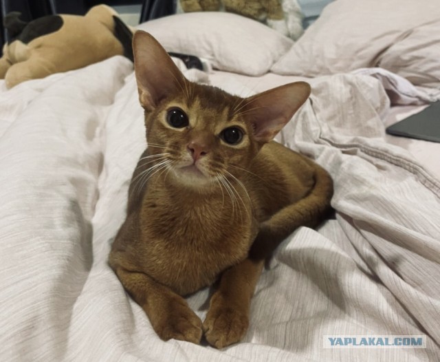 Коты. Филя, Пуся, Вася