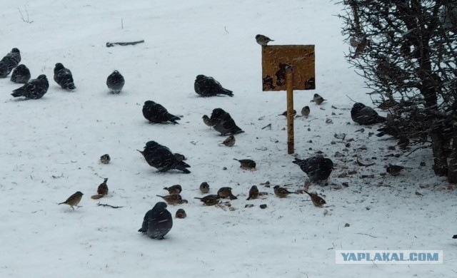 Пандемия. Коронавирус и съехавшие крыши. Россия и мир. Часть 31.
