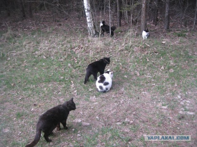Жизнь домашнего приюта для котеек 392
