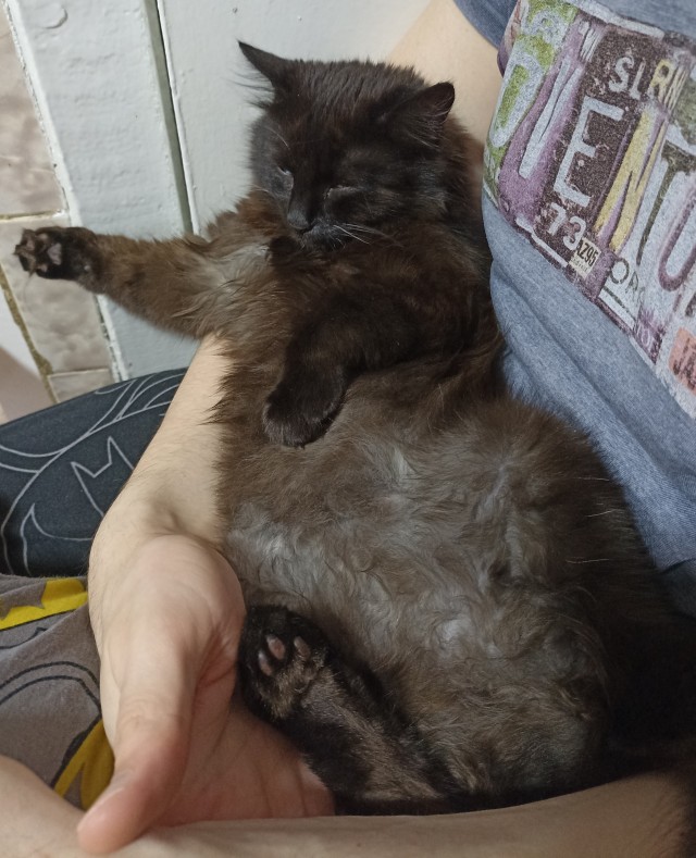 Котовторник. Кошка по имени Овца!