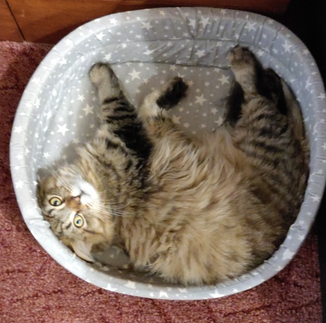 Котовторник 1.11.22