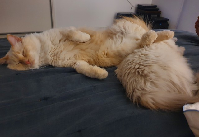 Мой котовторник