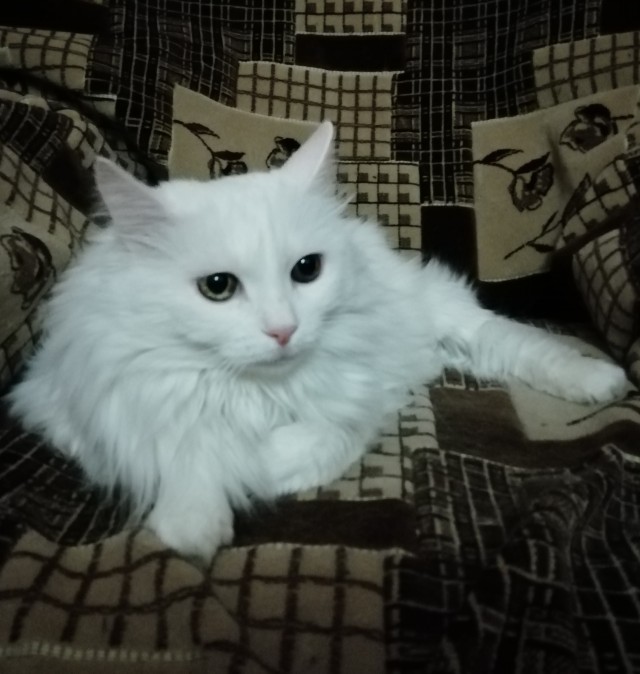 Про кота в четверг