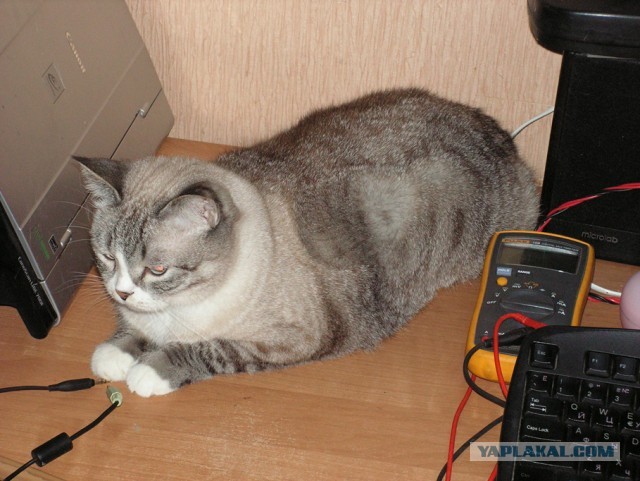 Знакомьтесь, это моя кошечка, зовут Япа