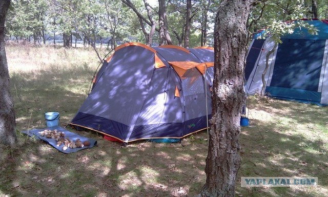 Грибы из Гомеля