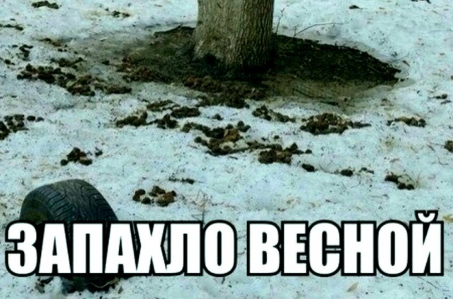 Малозарядная лента шуток-прибауток из сети (с картинками)