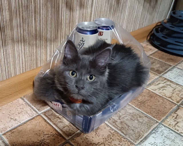 Котовторник уже пришёл?