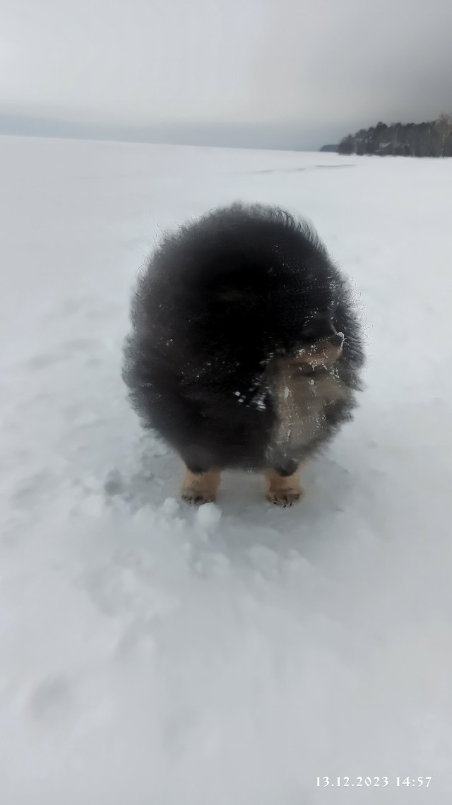 Тоша