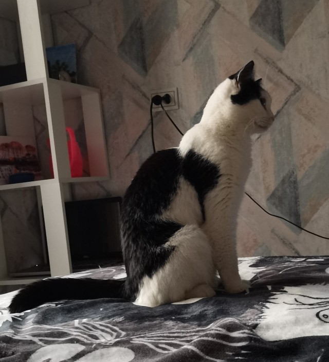 Эталон кота