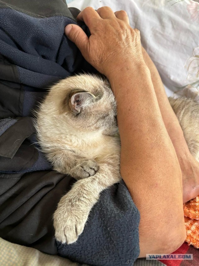 Деревенская кошка